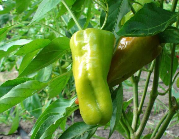Peppers Full sun Easy Water and fertilizer Sweet banana, Cubanelle, California Wonder, Red