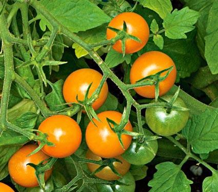 Cherry tomatoes Plant in spring and summer They will still set fruit when temps are about 85 (others won t) Full sun, water and
