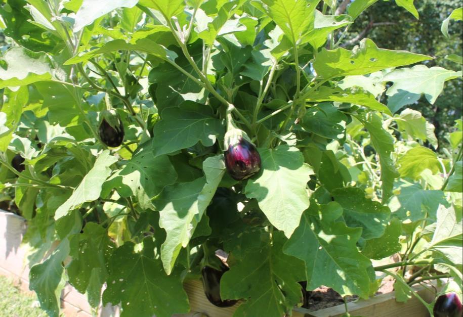 Eggplant Heat lover Plant in full sun, average