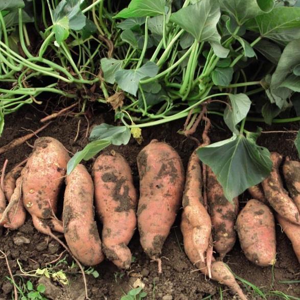 Sweet potatoes Plant in May and June- we plant slips Full sun (remember crop rotation) In 10 inch x 12 inch tall mounds that you have enriched with