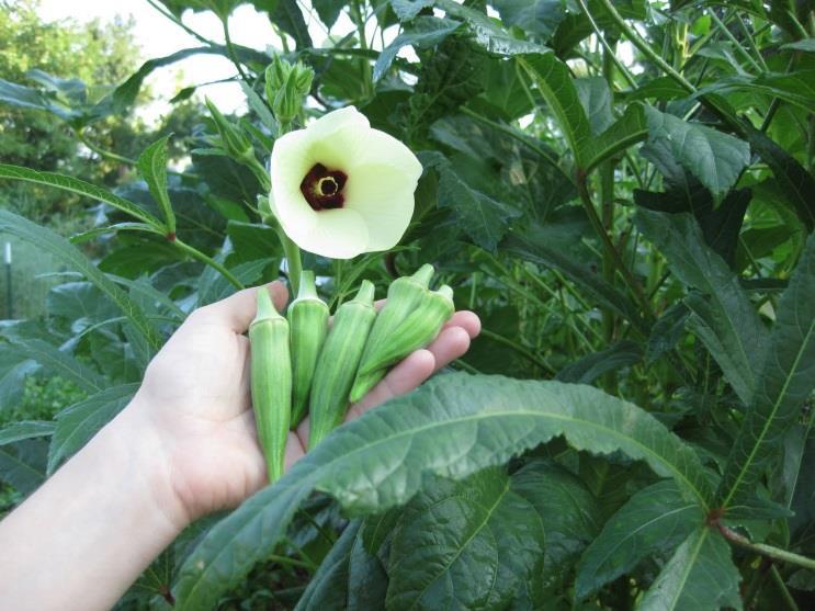 Okra Plant from March to August In full blazing sun Direct sow seed one inch deep 24 inches apart Water well Harvest pods with clippers