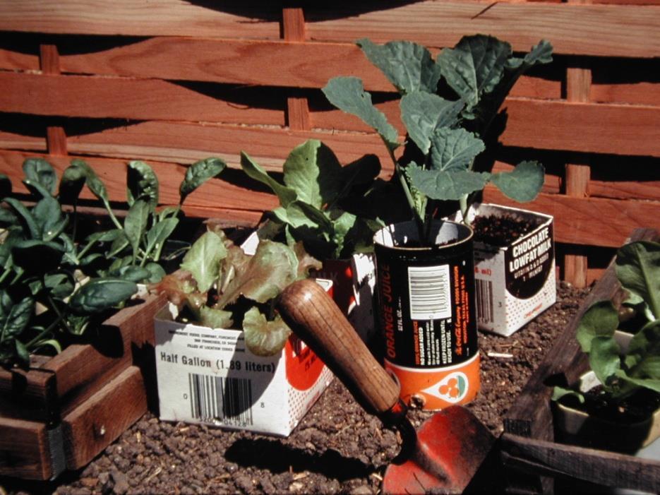 Transplants give you an instant garden,