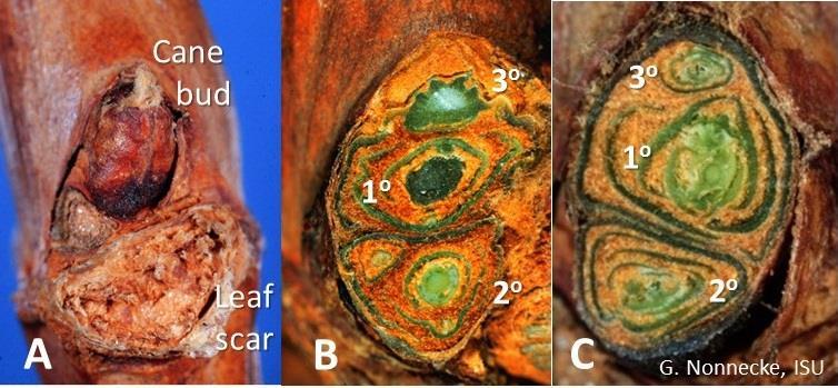Figure 24. Cane node with bud and leaf scar (A), and cross sections of compound grape buds showing primary bud injury (B) and no injury to the primary bud (C).