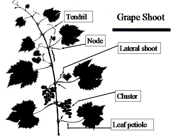 EHN 97 GUIDELINES FOR THE HOME VINEYARD PAGE 2 of 11 TERMINOLOGY Arm Berries Bud Cane Cluster Cordon Flower cluster Head Lateral shoot Leaf petiole Node Pith Shoot Spur Tendril Trunk Old growth on