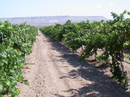 Survey of Texas Vineyard Soils General Criteria Suitable