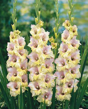 Model Profile of 1.0 acre Gladiolus Cultivation 1. Introduction Gladiolus (Gladiolus sp.) is a very popular bulbous ornamental plant.