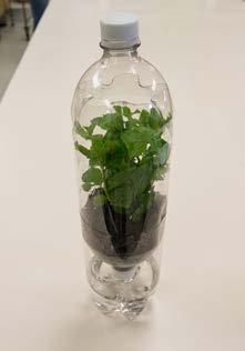 With Ecosystem in a Bottle you will be building a terraqua column which will allow you discover the relationships between living organisms, and their environment.