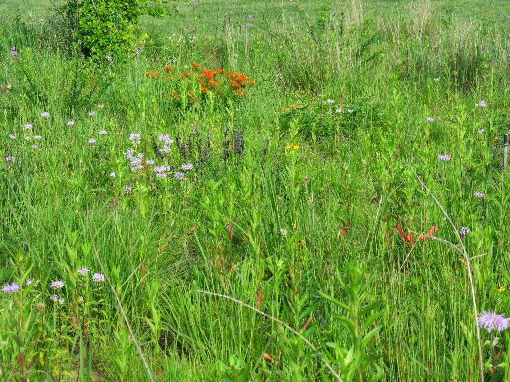 Stormwater/Sustainability Fresh meadows are treeless plant communities on wet soil dominated by broad-leaved, herbaceous plants with lesser amounts of grasses and sedges.