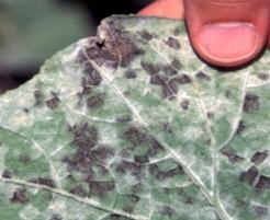 Downy Mildew Cucumber, cantaloupe & pumpkins Spores spread long distances Moderate temperatures & wet leaves favor disease development