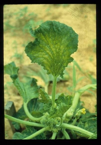 Plant viruses All cucurbits are susceptible Can overwinter in weeds Most transmitted by insects