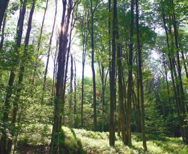 FORESTRY Harden harvests acres of forested land in New York State and is able to maintain an ample native hardwood supply without compromising natural resources.