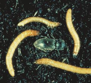 Pest Identification Wireworm Melanotus spp. or Agroites spp. or Limonius spp.