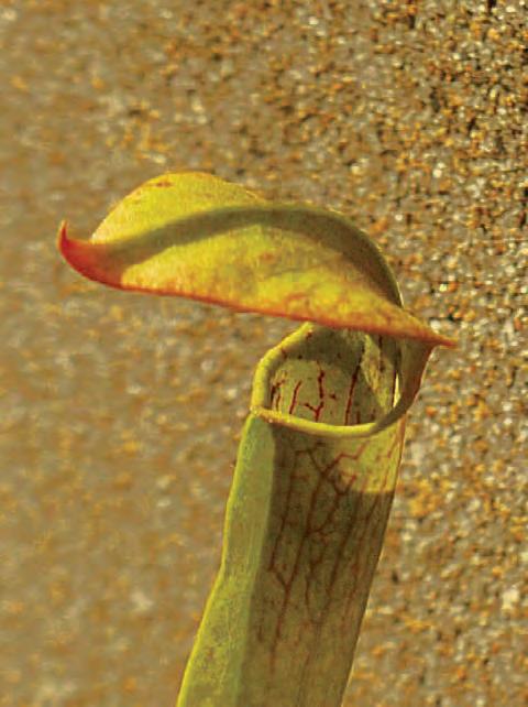 New cultivars Keywords: cultivar: Dionaea muscipula Orange Neat Trap, Dionaea muscipula Red Neat Trap, Dionaea muscipula Small Fast, Dionaea muscipula Viper Trap, Pinguicula Giant Green Violet,