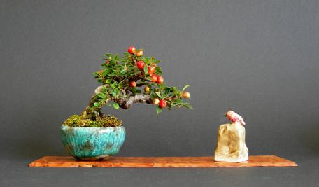 The plant puts out suckers, cut these off as they appear to direct all the energy of the plant into the bonsai.
