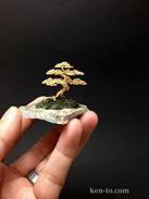 In the first method to be described here, the bonsai will be developed on a base that can be removed from the slab to provide easier winter storage.