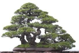 In the case of rough surfaces, the bonsai is attached directly to the rock. FOR SMOOTH SLABS Draw the shape of the soil area of the slab on a sheet of plastic needlepoint.