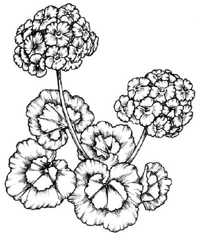 Pelargonium (Geranium) 2018 Season Information Leaflet No.
