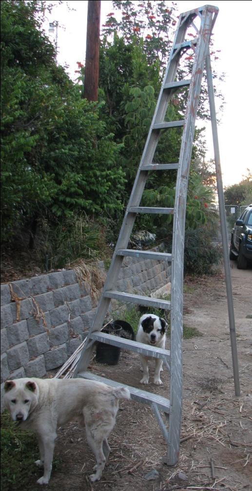 Orchard ladders are available in a variety of heights.