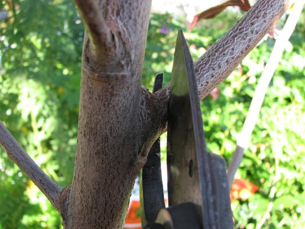 Making Cuts with Bypass Hand Pruners and Loppers Place