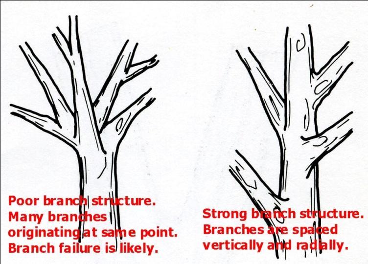 REASONS TO PRUNE Structural Strength: Pruning for structural