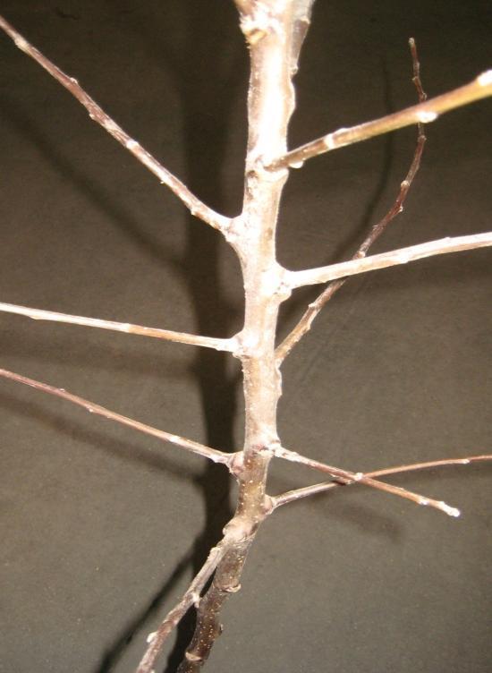 Basic guidelines for structural pruning are as follows: Train