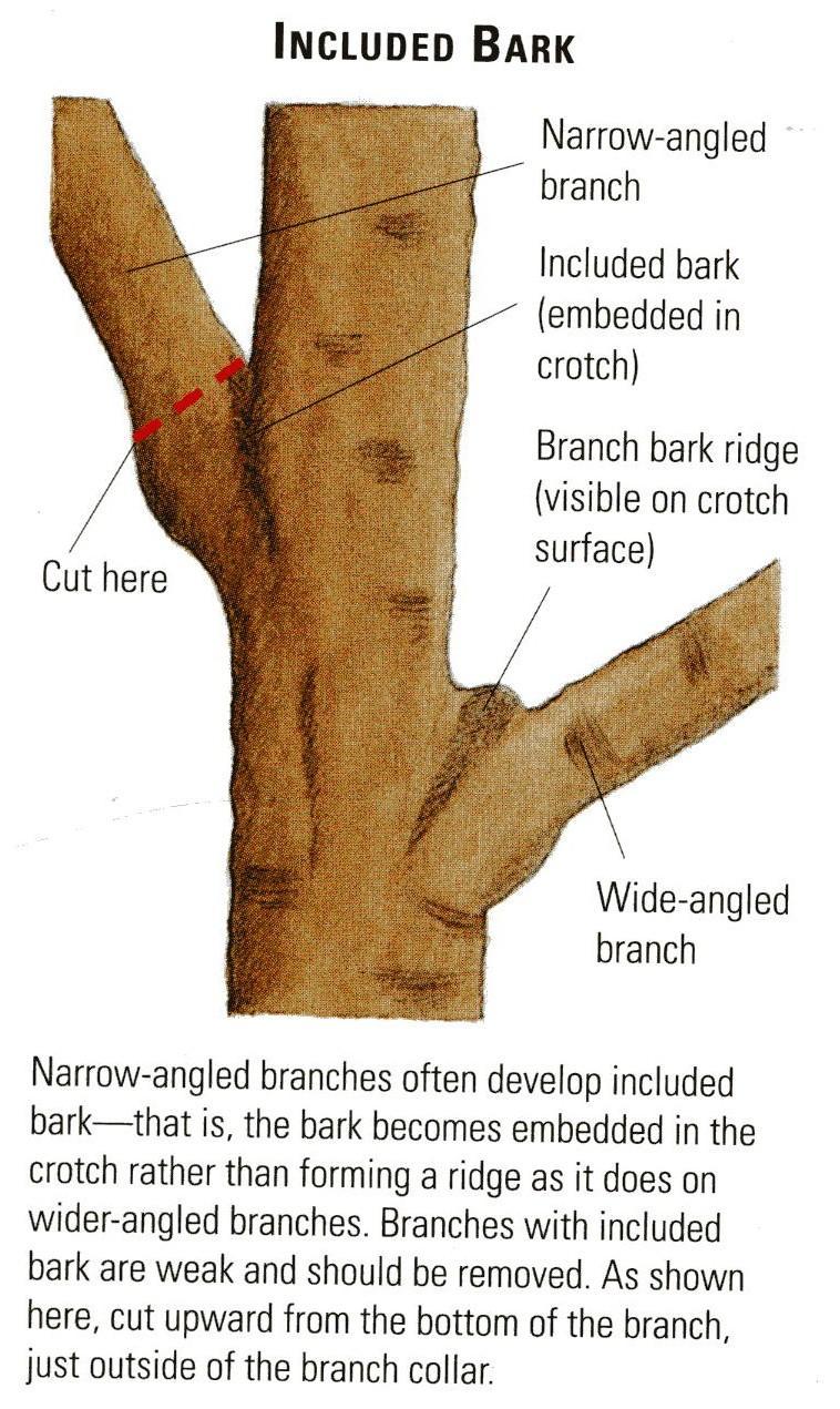 REASONS TO PRUNE Structural Strength: Increase the crotch angle of branches to greater than 30 degrees by