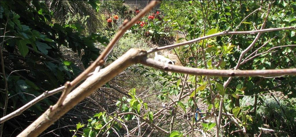REASONS TO PRUNE Structural Strength: Prune off branches which are