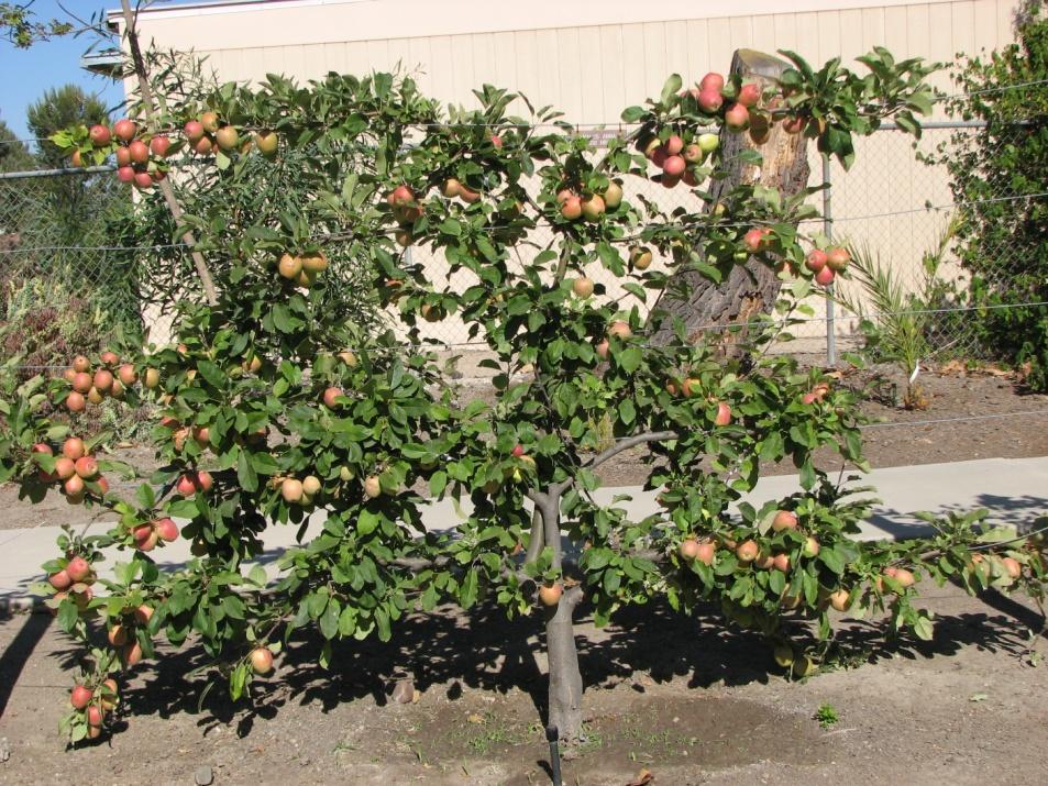 REASONS TO PRUNE Shape: Many fruit trees