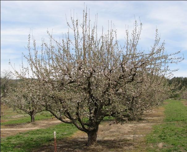 Fruit trees which are pruned to their maximum