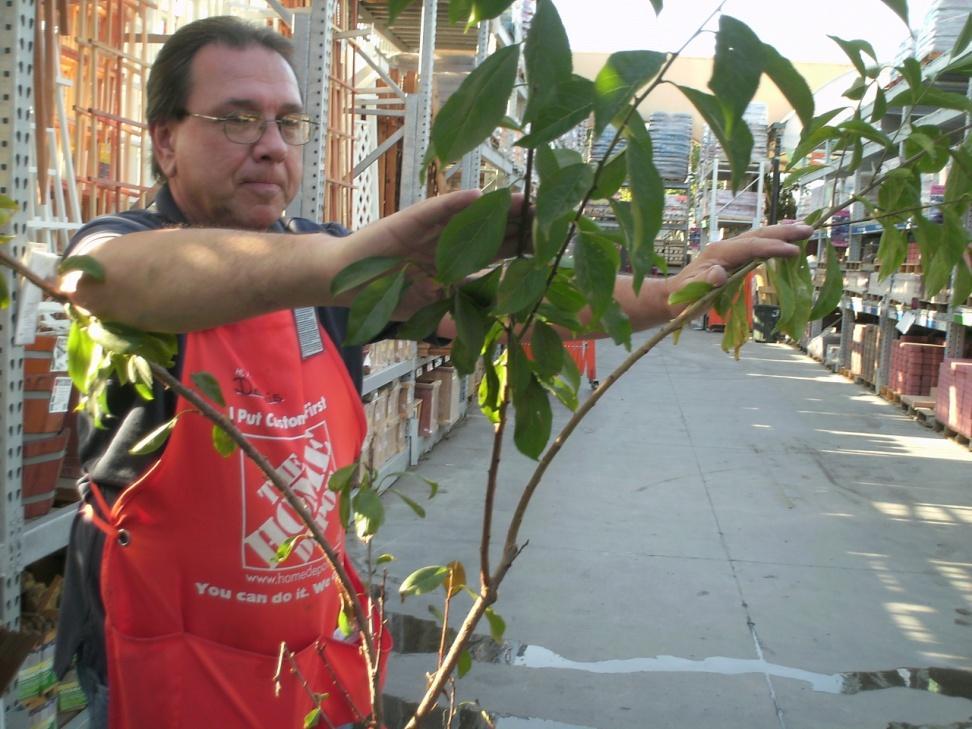 Training Training branches to grow in specific directions is often a viable option to pruning.