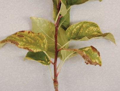 Mg Deficiency Oldest leaves first Interveinal chlorosis Turns reddish Leaf