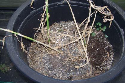zingiberi) - Wilt of entire plant, rhizome rot.