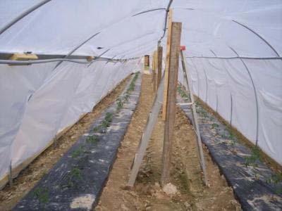 controls Crops grown in the ground, conventionally