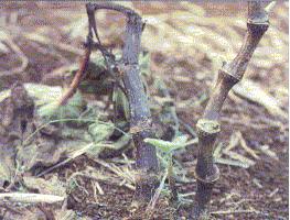 When kava plants are affected by dieback, some or all of the stems rot and die back to the stem base. The plant is either partially or completely killed.