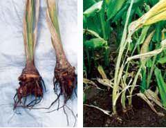 Foliar symptoms appear as light yellowing of the tips of lower leaves which gradually spreads to the leaf blades.