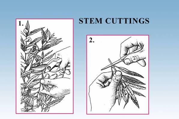 It can be used for both herbaceous and woody material. Herbaceous stem cuttings can be made from houseplants, annual flowers and bedding plants, ground covers, and some perennials.