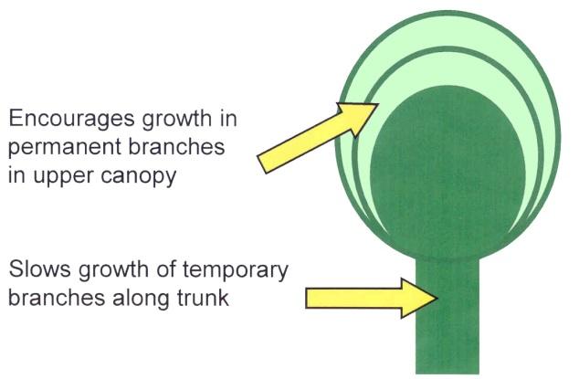 Figure 910 of a young tree: temporary branches on the lower trunk (below the lowest permanent branch) create a narrow cylinder of short branches.