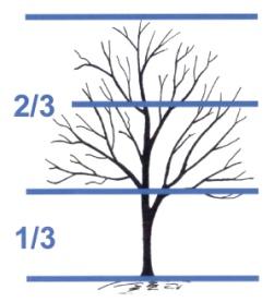 (Refer to Objective 5.) On excurrent trees, select the lowest permanent branch. Branches below this point become temporary branches.