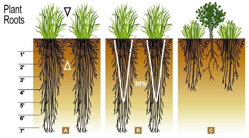 Deitz, NRCS Each year 30 percent of each grass plant s root system must be replaced. The plant needs to replace this 30 percent loss each year plus try to expand the existing root system.