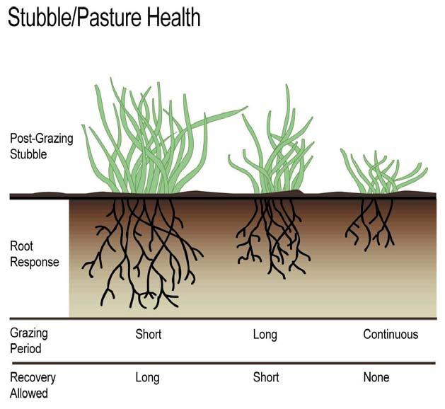 Deitz, NRCS Remember that plant roots stay strong and healthy when grazing periods are short and rest or recovery periods are long.