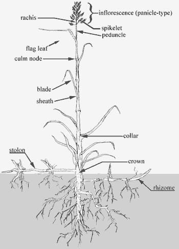 Grass structure Major structural components of grasses: Infloresesence fruit bearing portion of the plant; three types: panicle, spike, and raceme Culm or stem central axis of the mature grass shoot