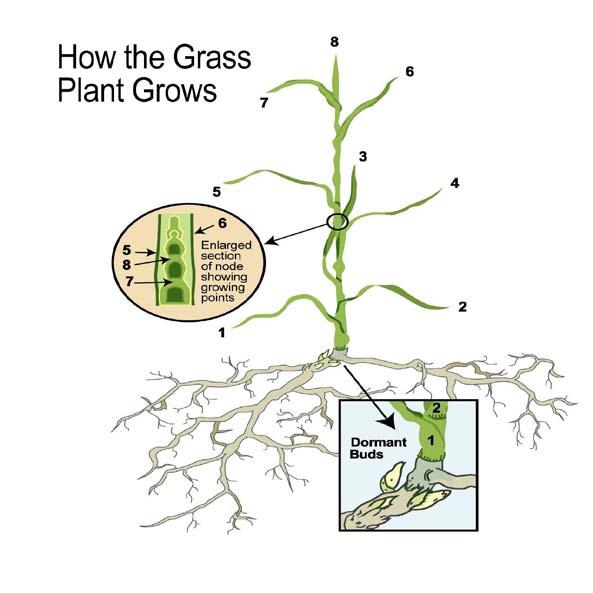 Grass Growth Plant carbohydrates are stored in the roots, rhizomes, and stolons for initiating growth after dormancy. Grazing to early depletes the root reserves and could result in plant death.