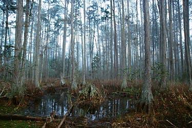 Freshwater Swamps Intermediate and Senior Contestants should study the following description to prepare for the Ecosystem Quiz station in the Florida 4-H Annual Forest Ecology Contest Contents