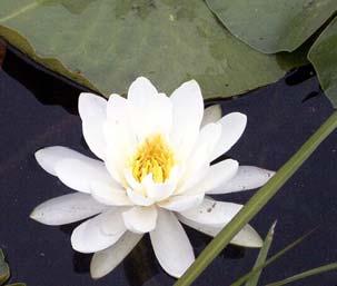 Figure 11. White water lily (Nymphaea odorata) Figure 12.