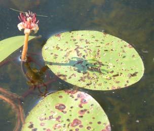 Many of the emergent and floating-leaved plants have showy, colorful flowers that emerge above the water. Waterlilies include white water lily (Nymphaea odorata) (Fig.