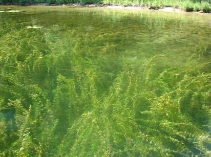 Bushy pondweed (Najas flexilis) (Fig. 16) is unique because it is one of the few annual submerged species in Minnesota and must re-establish every year from seed.