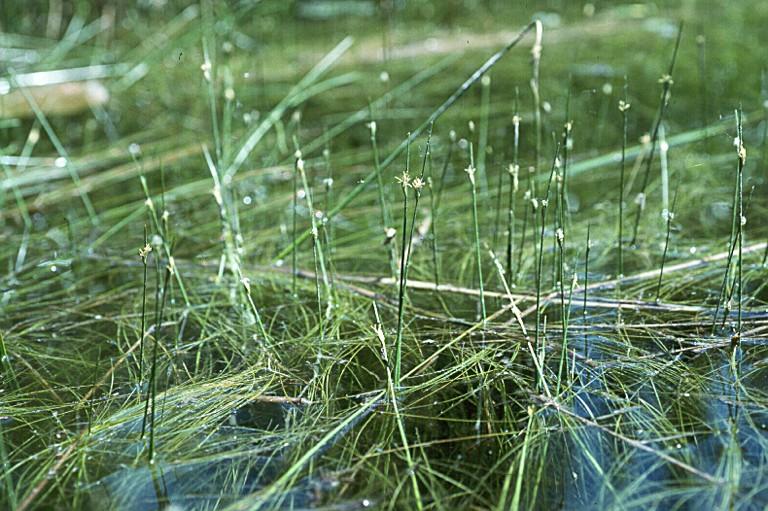 Beds of wild celery provide food and shelter for fish and all parts of the plant are consumed by waterfowl, shorebirds and muskrats (Borman et al. 1997).