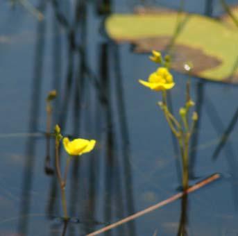 Figure 22. Bladderwort (Utricularia sp.) flower soft substrates (Nichols 1999) but also float freely in the water column and may be found in protected areas such as waterlily beds.