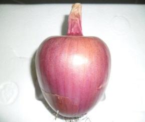 Some authors recommend that the minimum density of onion plants, to ensure normal production should be between 35-40 plants/ mp (Bălaşa, 1973). Krug et al.