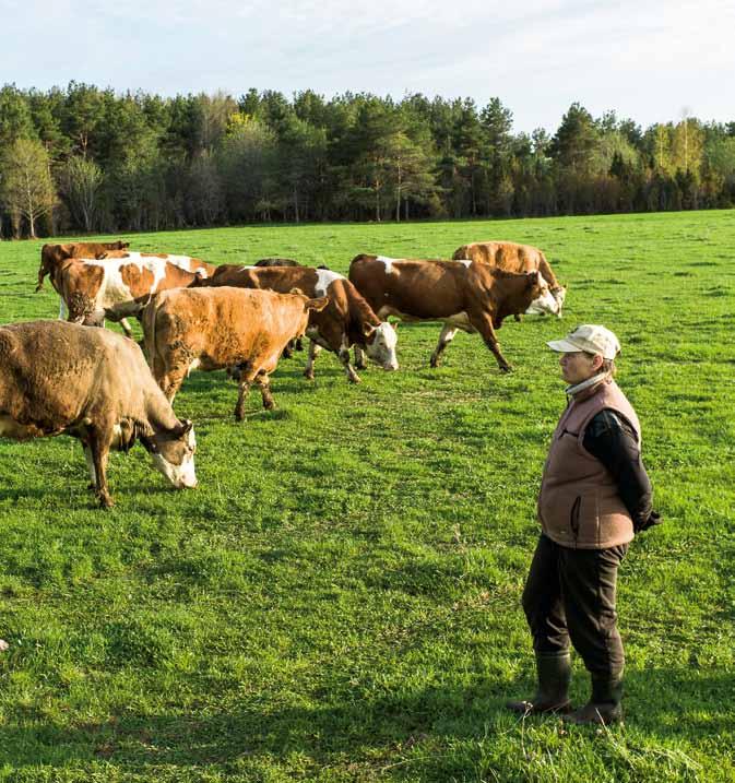 Gudrs saimnieks ik dienu atrod laiku, lai apraudzītu savu ganāmpulku. Foto: Toomas Kokovkin/Pelagis Foto: Arne Ader Pirmās dienas pēc atnešanās daudzas govis teliņus slēpj krūmos vai garā zālē.